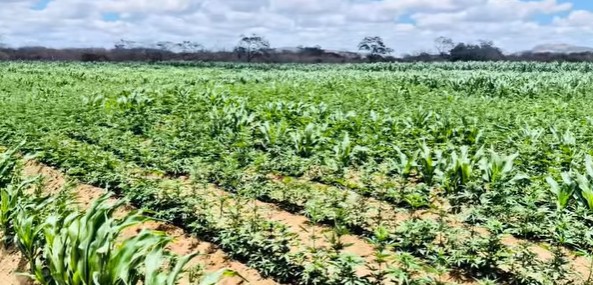 Polícia Militar descobre plantação com cem mil pés de maconha em Camalaú