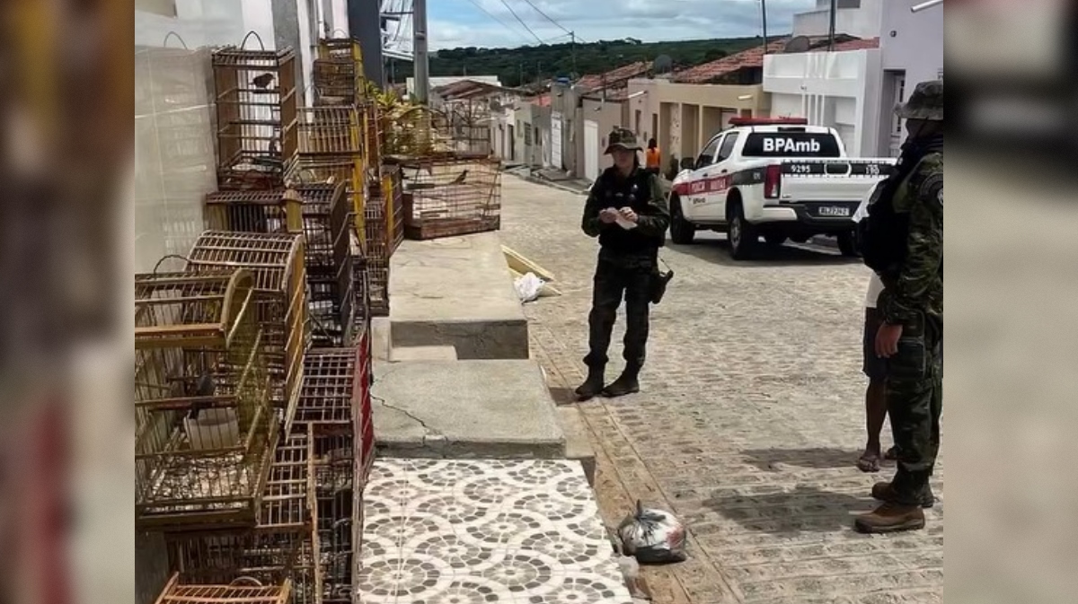 Animais silvestres são resgatados em Princesa Isabel