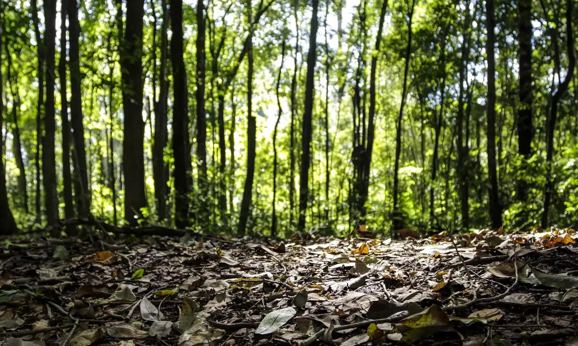 Produção florestal no Brasil alcança em 2025 maior valor da história