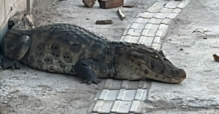 Jacaré é resgatado em calçada no bairro José Américo