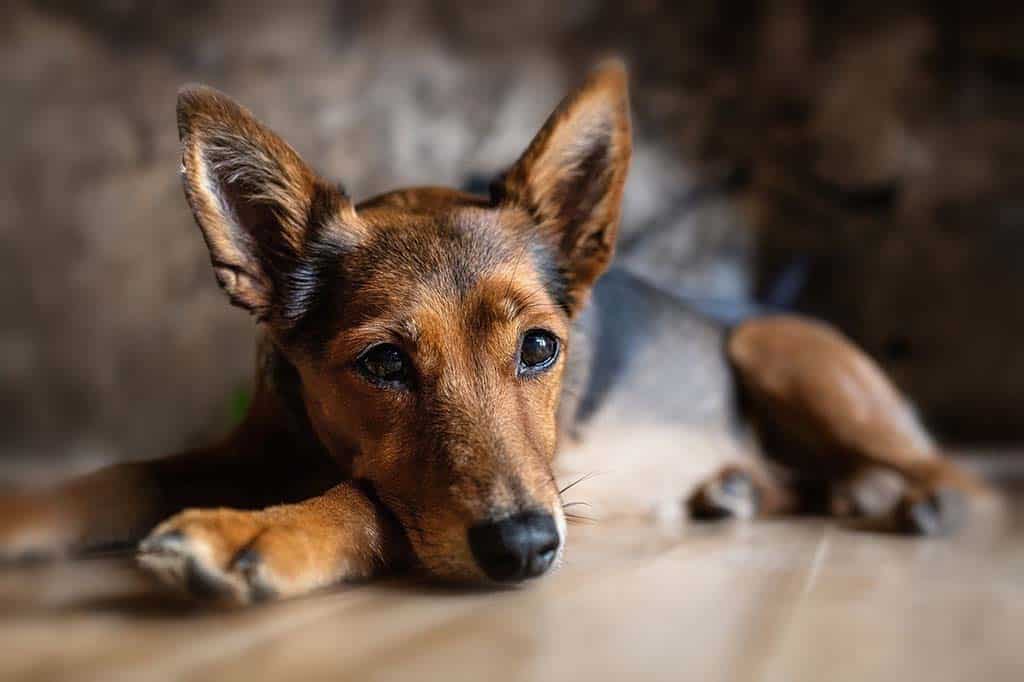 Pancreatite em cães e gatos: saiba os sintomas e quais cuidados tomar
