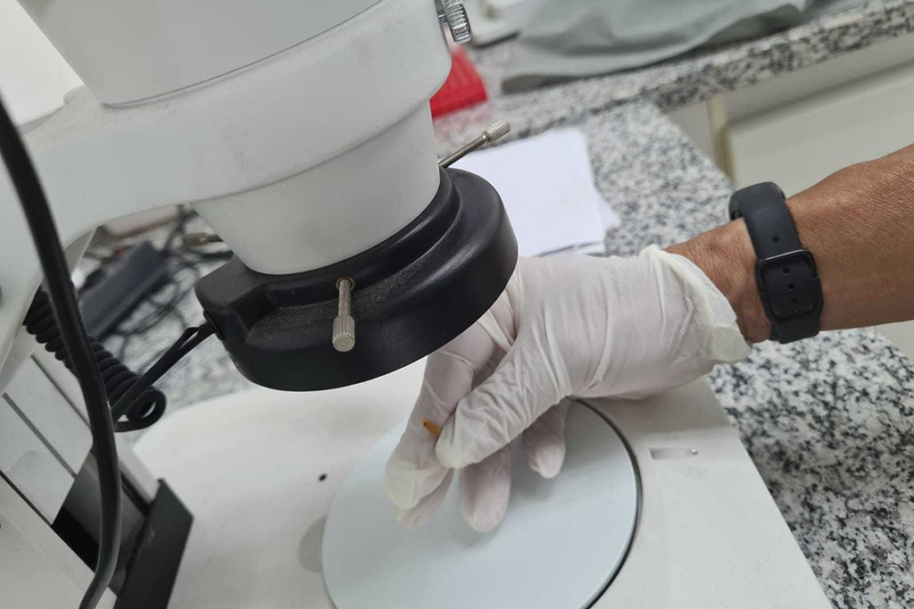 DNA em larvas e ossadas: como insetos ajudam a solucionar crimes reais no Brasil