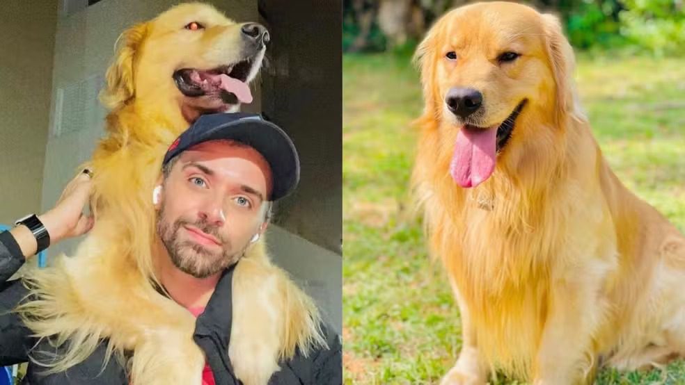 Cachorro morre após falha em transporte aéreo da Gollog