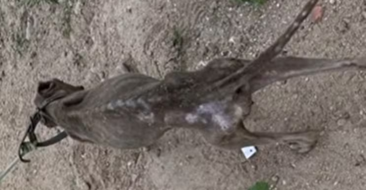 Suspeito de maus-tratos contra cão é preso em Queimadas