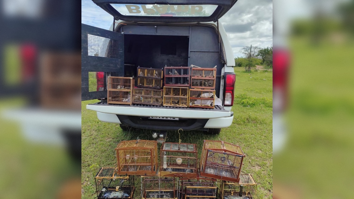 Sete homens são presos por captura ilegal de aves silvestres em Barra de Santana