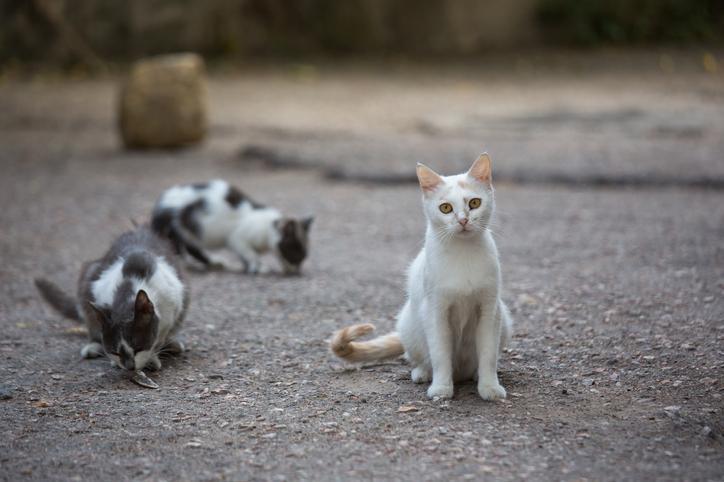 Ministério Público investiga maus-tratos a animais em condomínios de Campina Grande