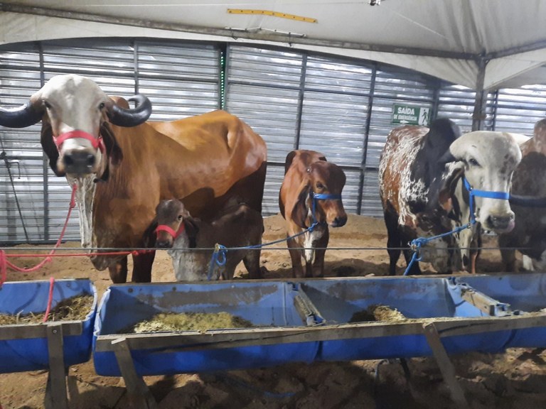 Lei amplia produtos disponíveis para pequenos criadores no Programa de Venda em Balcão