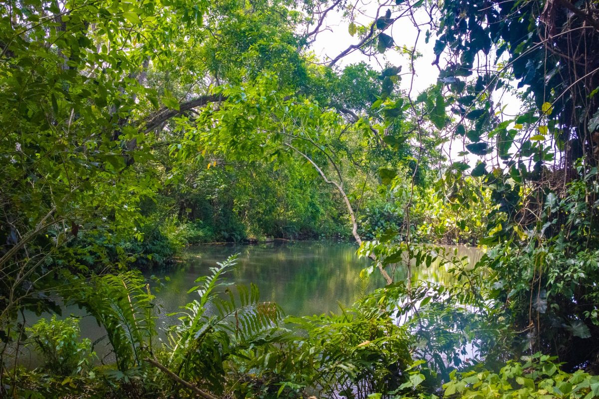 Jardim Botanico Benjamin Maranhao celebra aniversario com programacao neste sabado