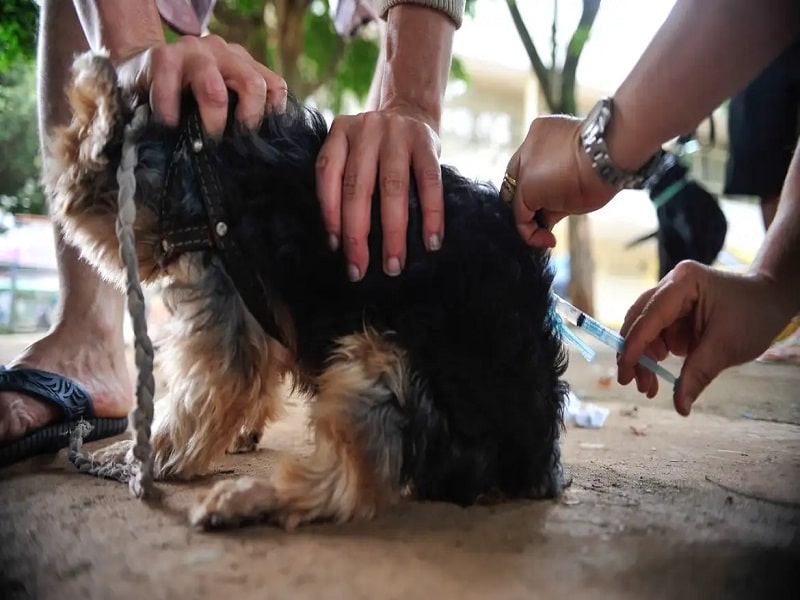 Saúde de João Pessoa divulga pontos itinerantes para vacinação antirrábica animal