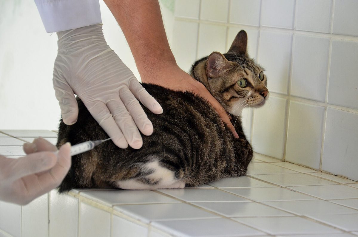 Campina Grande aplica vacina antirrábica em cães e gatos neste sábado