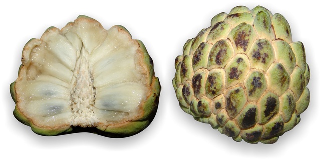 Casca de Pinha