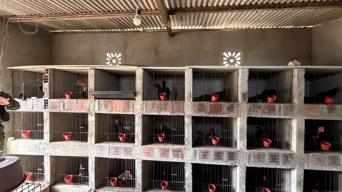 Polícia prende suspeitos de homicídio e resgata animais em Boqueirão