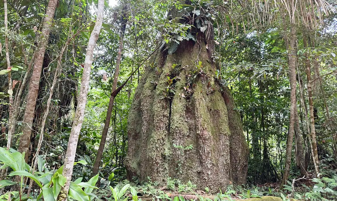 Clima: Congresso terá sete em cada dez parlamentares contra agenda socioambiental