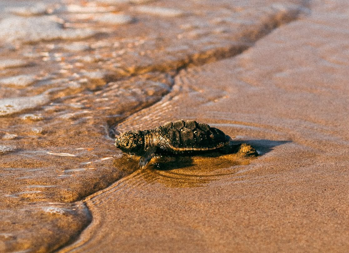 Estudantes da rede pública participam de desafio sobre tartarugas-marinhas