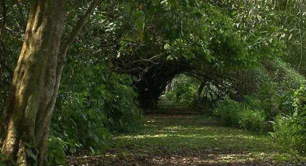 Mais de 230 hectares são autuados por desmatamento ilegal na Paraíba