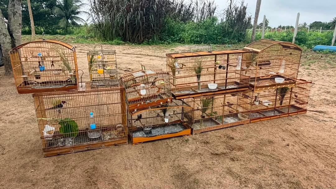 Dez aves silvestres são resgatadas em cativeiro ilegal em São Miguel de Taipu