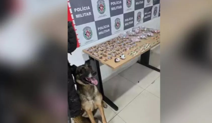 PM apreende drogas com auxílio de cão farejador em comunidade de João Pessoa