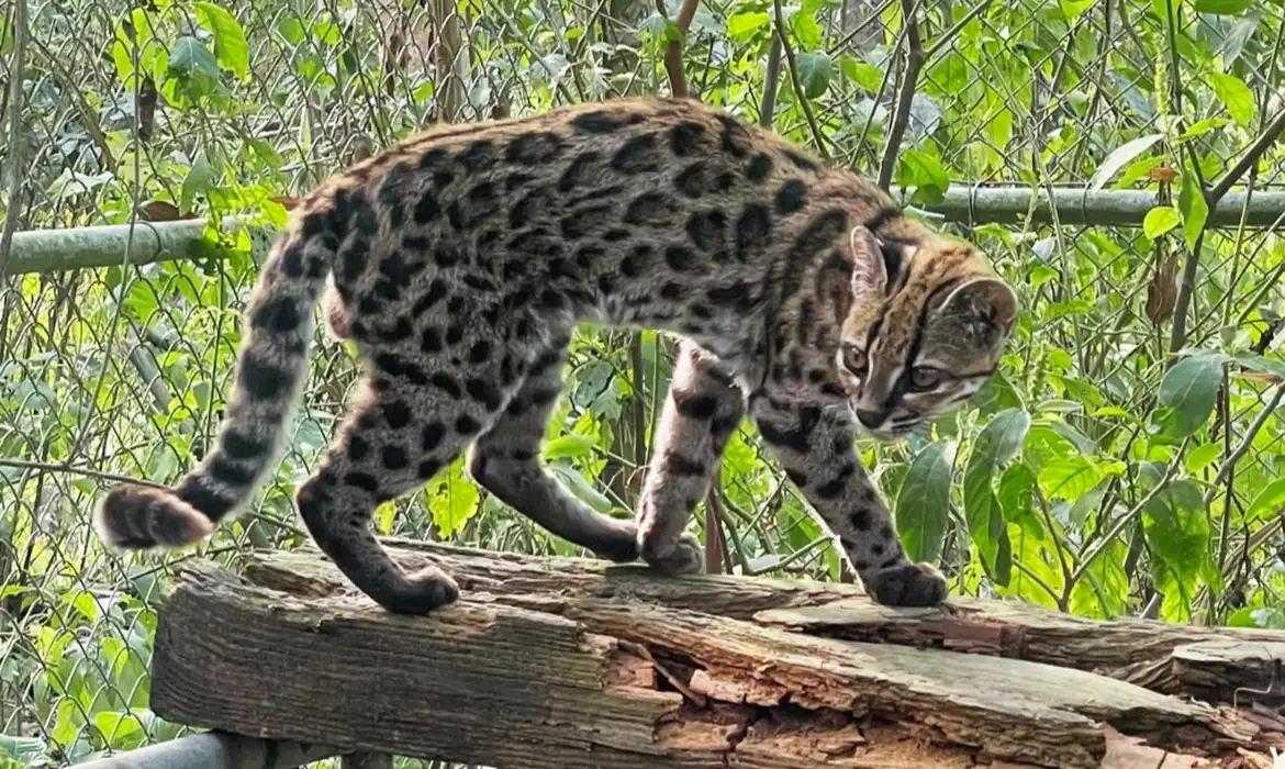 Nova espécie de felino é descoberta em florestas na Bolívia