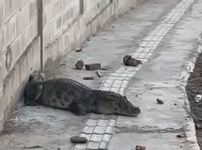 Jacaré é resgatado em calçada do bairro José Américo