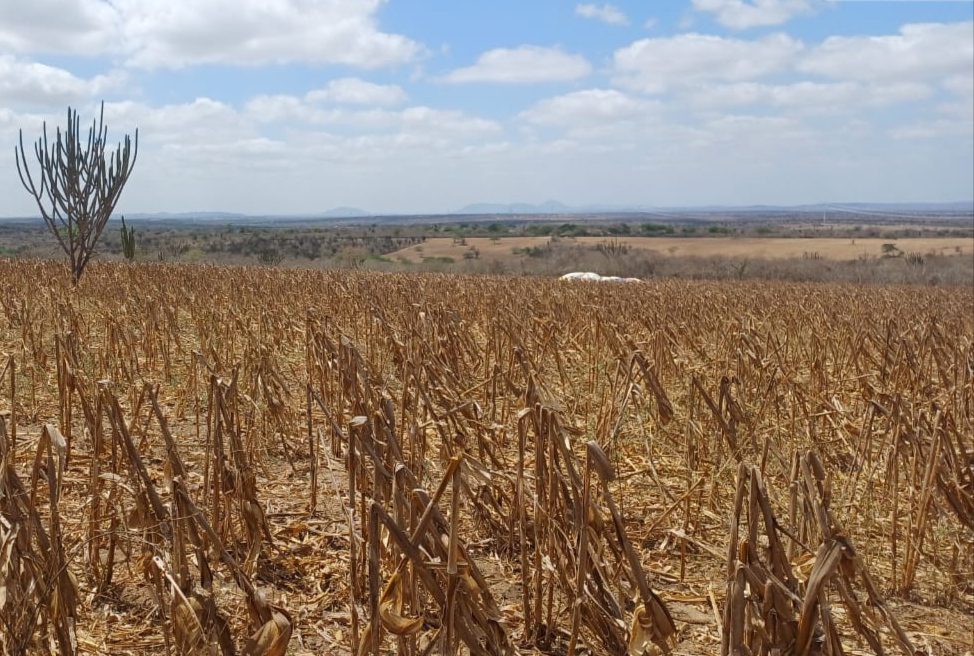 Inmet emite avisos de baixa umidade e calor no interior paraibano