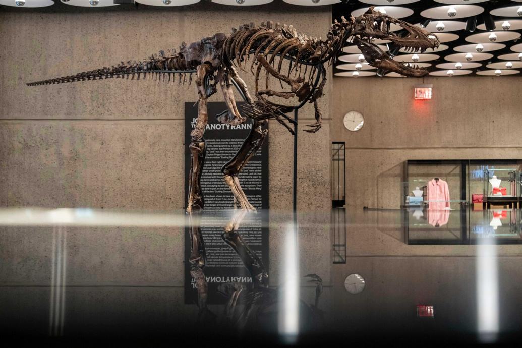 Esqueleto de dinossauro raro vai a leilão em Nova York por mais de R$ 45 milhões