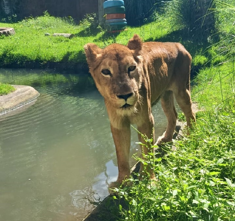 Bica: equipe veterinária realiza avalição na leoa Mimi em João Pessoa