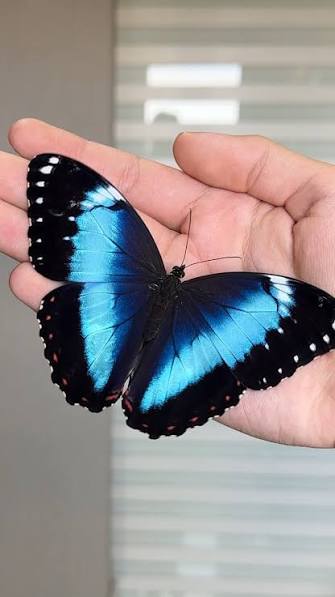 Borboleta amarela marca missa e traz lembrancas da infancia