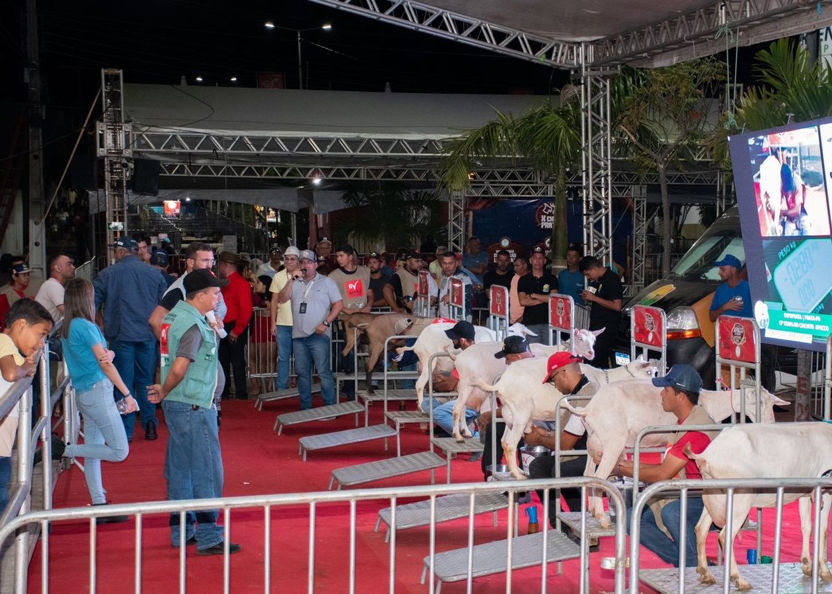 Prata sedia competição nacional de cabra leiteira em agosto