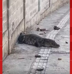 Jacaré é resgatado após aparecer em ruas de João Pessoa