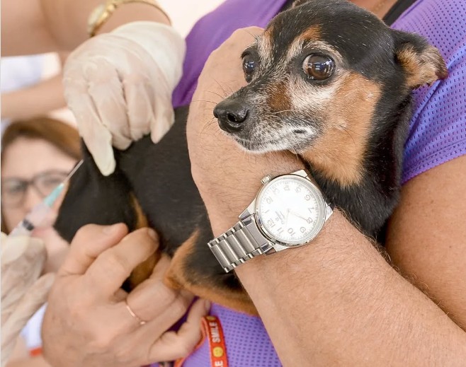 Saúde realiza Dia D de vacinação antirrábica para imunizar mais de 820 mil animais