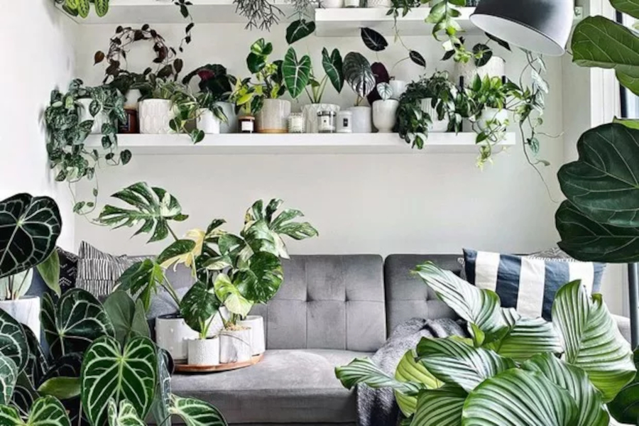 Plantas na decoração ajudam a transformar ambientes, destaca arquiteta