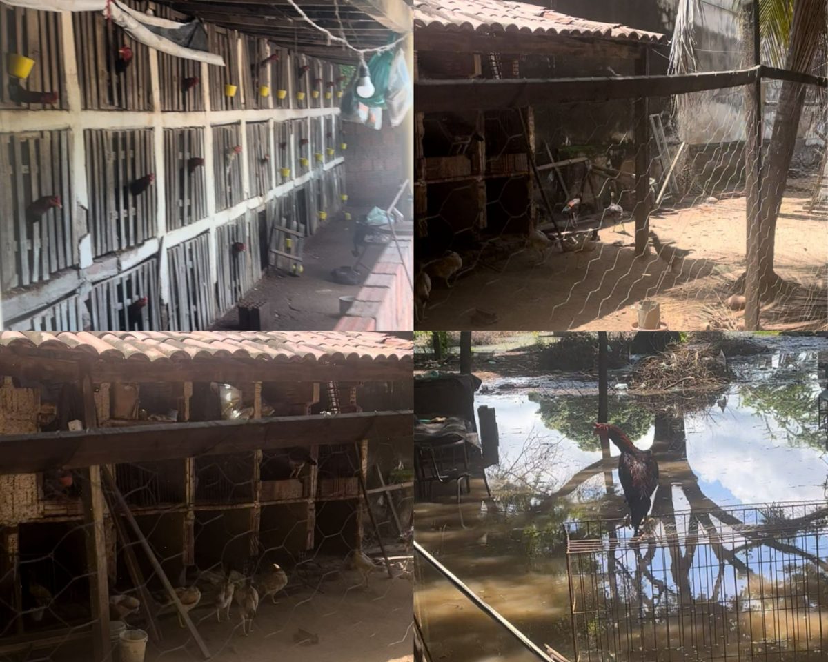 Polícia Militar fecha rinha de galos no Sertão da Paraíba e encontra 64 animais em situação de maus-tratos