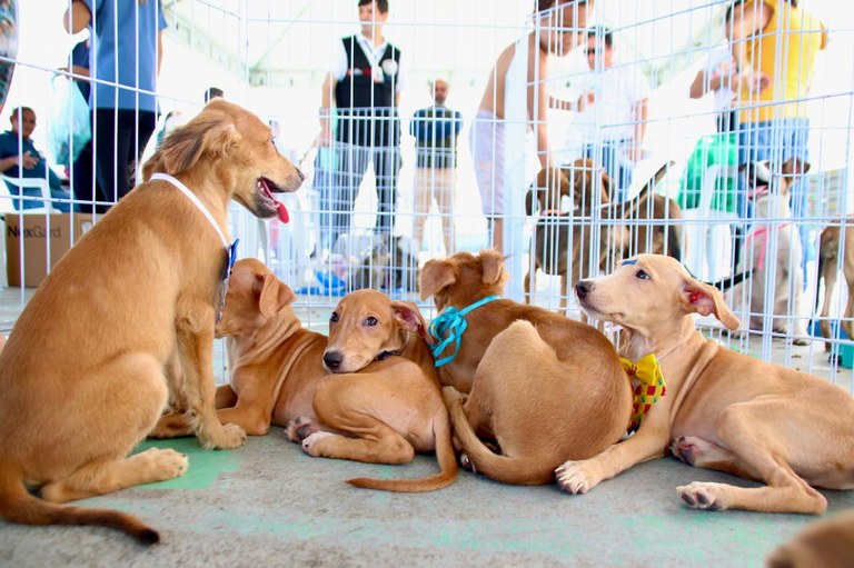 Rota Pet Paraíba leva serviços de cuidado e proteção animal ao município de Araruna neste sábado