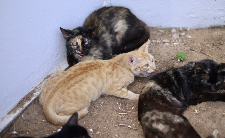 MPPB investiga denúncia de maus-tratos a gatos em condomínios de Campina Grande