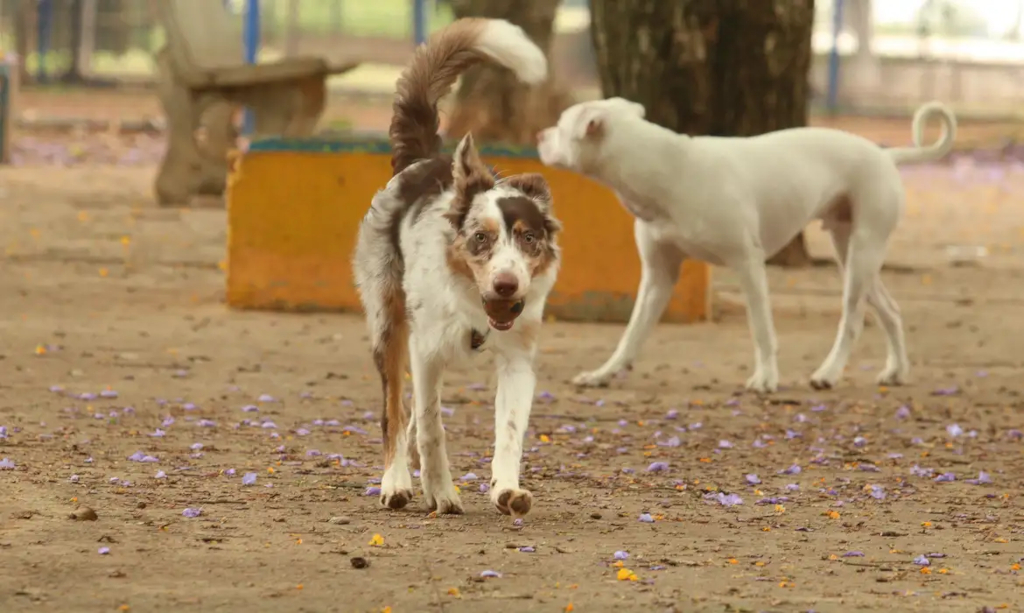 Justiça derruba lei que previa carrinhos para animais em supermercados de João Pessoa
