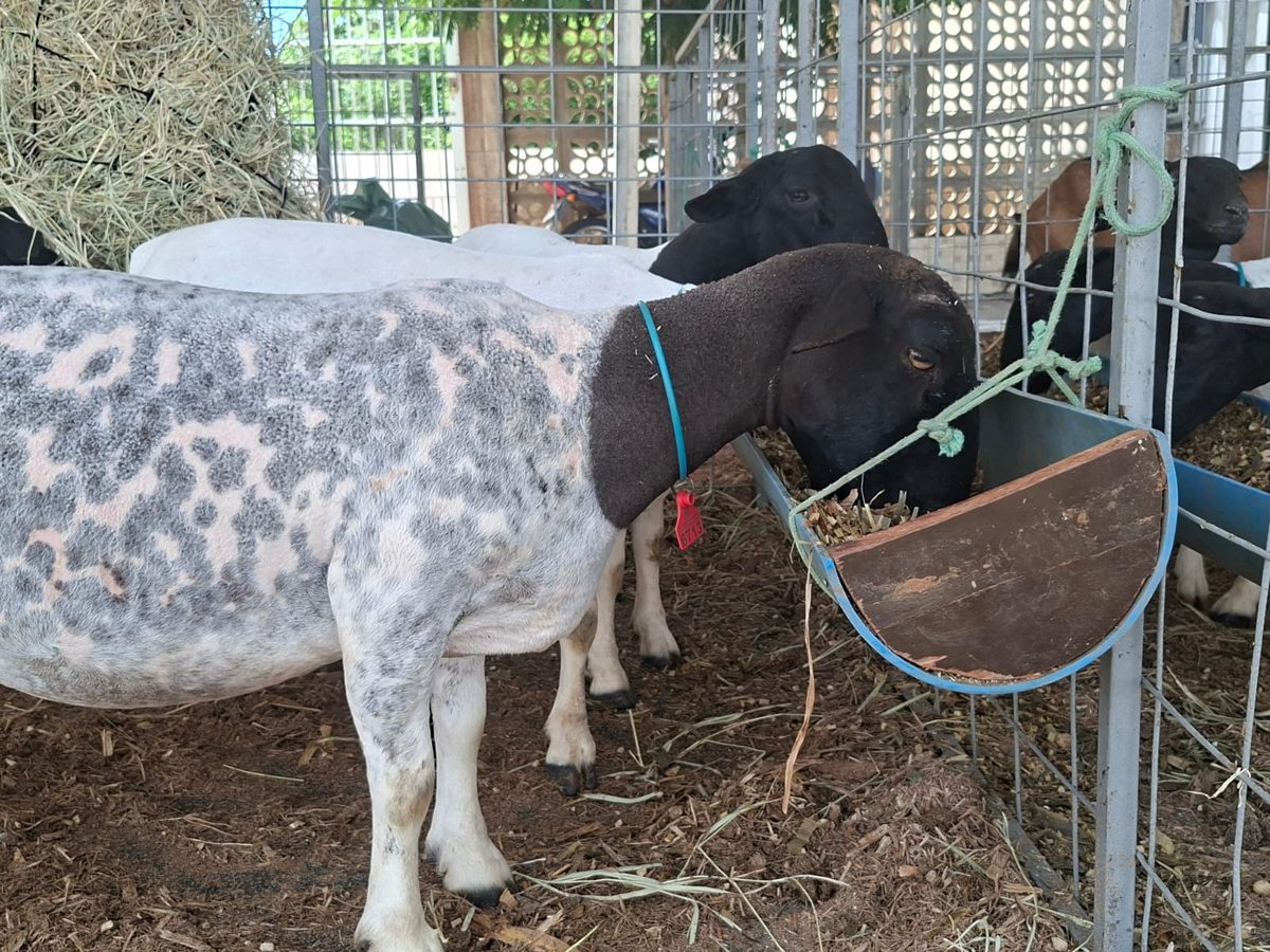Encerramento da segunda edição da Expo Agro Peixe ocorre neste domingo em Boqueirão