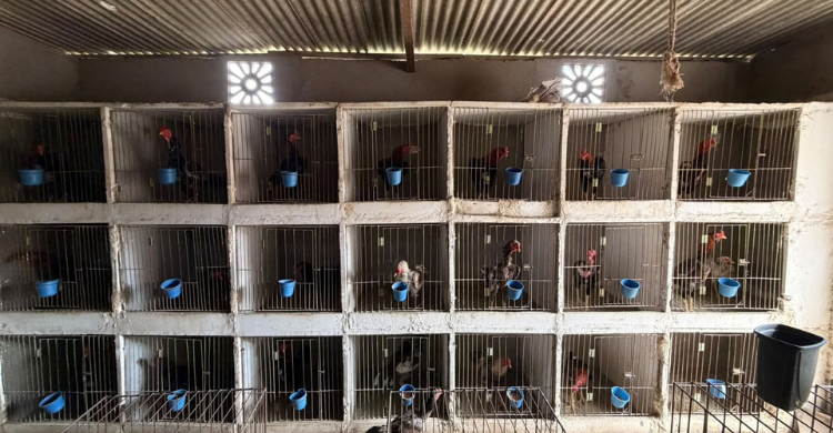 Polícia prende duas pessoas e resgata animais em Boqueirão
