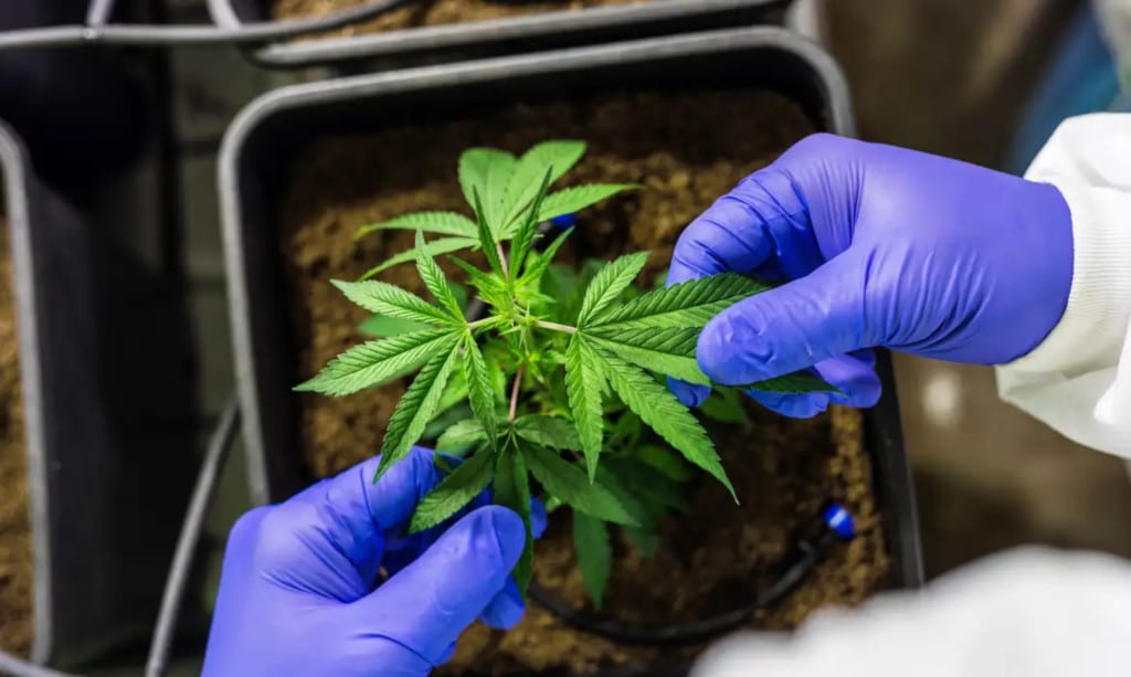 Autorizações para importação de cannabis aumentam em 2026