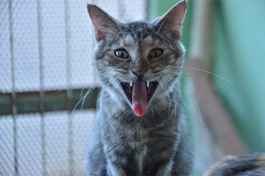 Veterinário alerta para risco de lipidose hepática em gatos que ficam sem comer