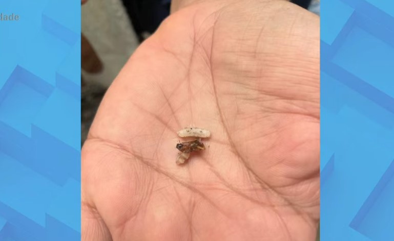 Estudantes protestam após merenda ser servida com barata, larvas e cabelo, em João Pessoa