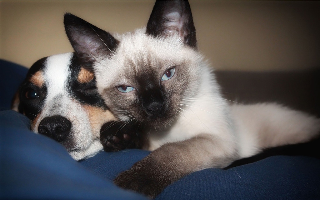Veterinário alerta sobre sintomas e cuidados com a peritonite em cães e gatos