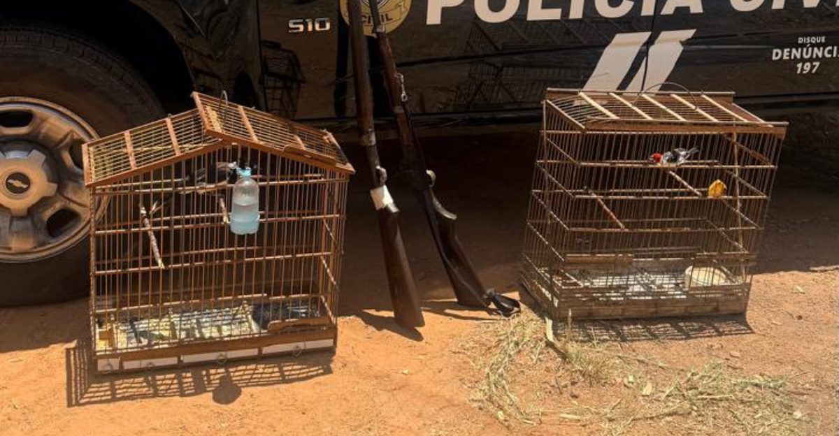Polícia apreende armas e aves silvestres na zona rural de Tavares