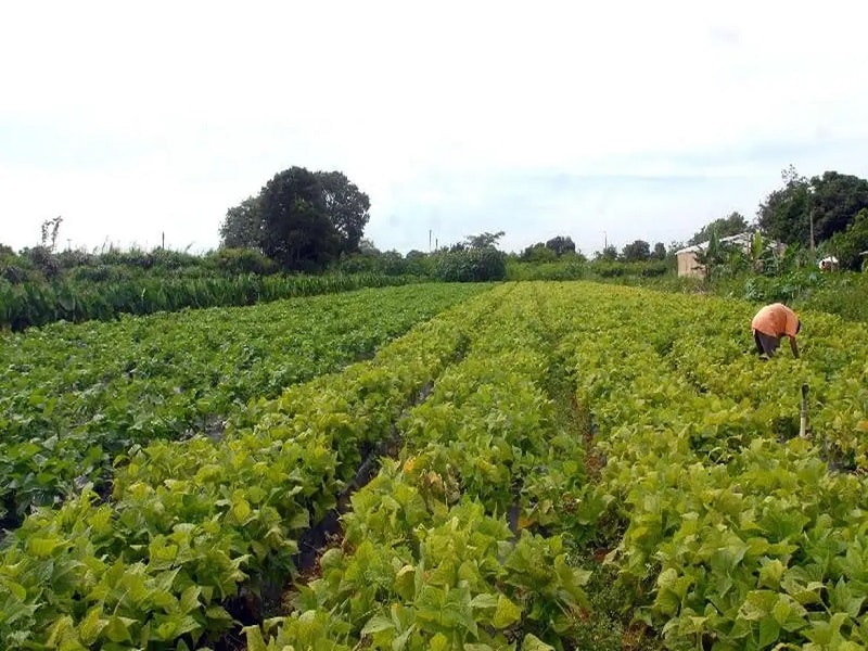 Embrapa entrega propostas de agricultura sustentável para candidatos
