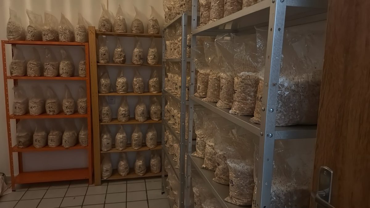 PF prende grupo especializado em venda de drogas pelas redes sociais na Paraíba