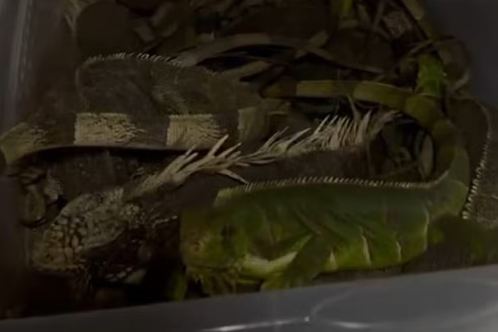 Iguanas encontradas em obra de edifício são resgatadas em Campina Grande