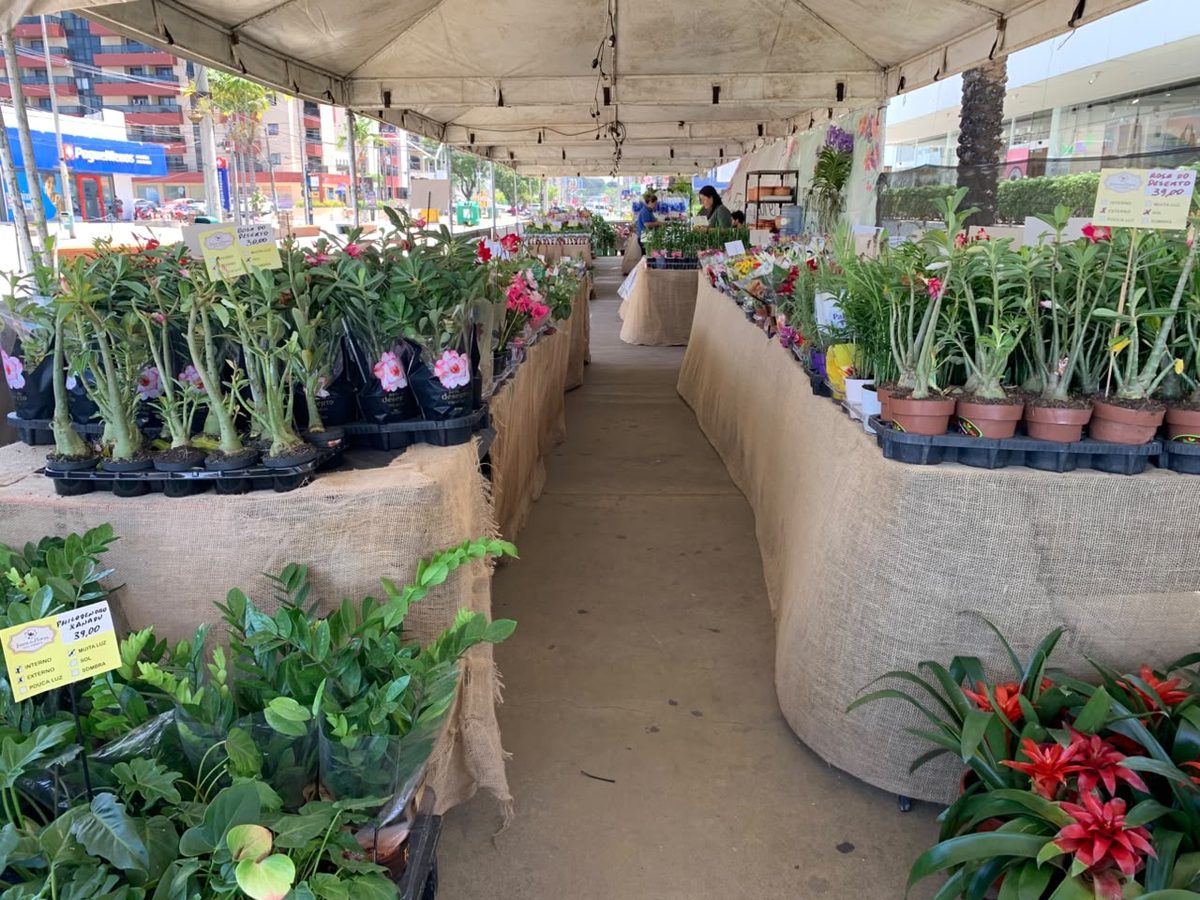 Feira Jampa Mais Verde marca chegada da primavera em João Pessoa