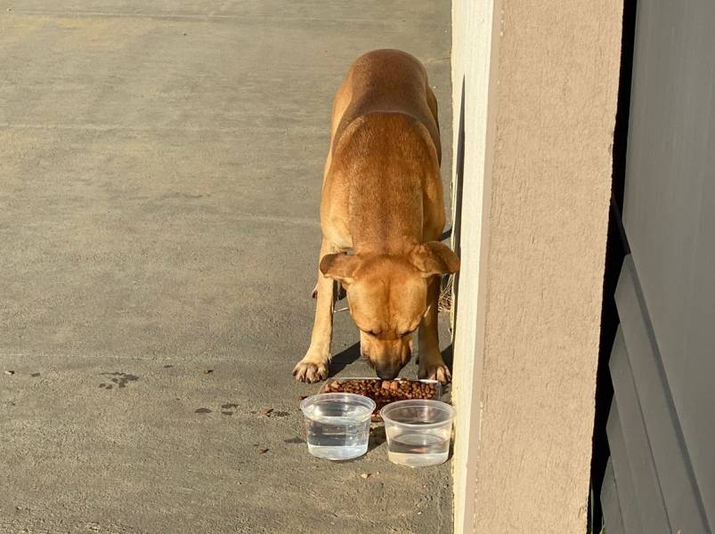 Ministério Público investiga abandono e maus-tratos de animais em Teixeira
